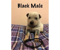 Blue Heeler Puppies available - 7