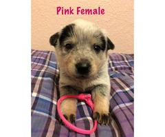 Blue Heeler Puppies available - 9