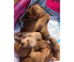 Pure bred golden retriever puppies 6 females, 4 males