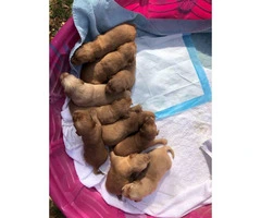 Pure bred golden retriever puppies 6 females, 4 males - 2