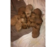 Pure bred golden retriever puppies 6 females, 4 males - 3