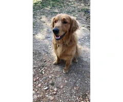 Pure bred golden retriever puppies 6 females, 4 males - 5