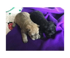 ACA registered Schnauzer Puppies for sale