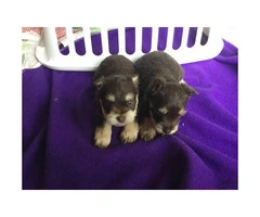 ACA registered Schnauzer Puppies for sale - 2