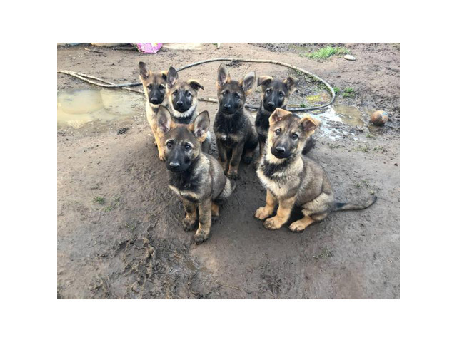 11 weeks old German Shepherd puppies Alturas - Puppies for Sale Near Me