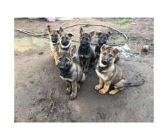 11 weeks old German Shepherd puppies - 2