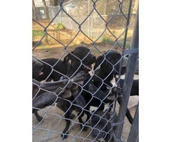 6 beautiful Cane Corso puppies looking for a new home - 1