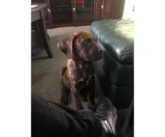 6 beautiful Cane Corso puppies looking for a new home - 2