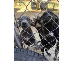 6 beautiful Cane Corso puppies looking for a new home - 3