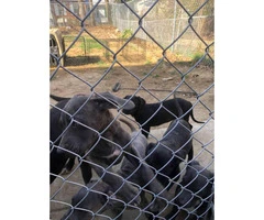 6 beautiful Cane Corso puppies looking for a new home - 5