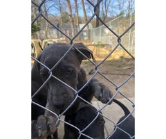 6 beautiful Cane Corso puppies looking for a new home - 6