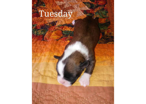 3 CKC Shiffon Pups for sale