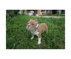 15 weeks old English Bulldog for sale - 3