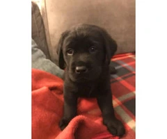 AKC Black Lab Puppies Great for Easter - 3