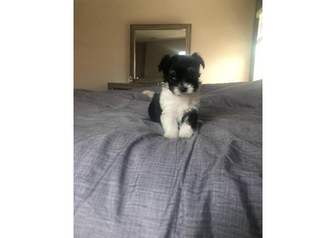 Two Beautiful Teacup Maltipoo Puppies Left
