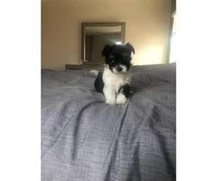 Two Beautiful Teacup Maltipoo Puppies Left - 1