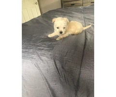Two Beautiful Teacup Maltipoo Puppies Left - 4