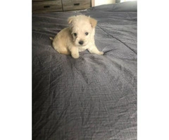 Two Beautiful Teacup Maltipoo Puppies Left - 6
