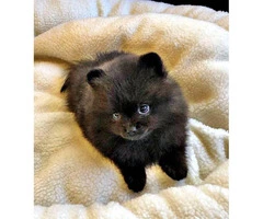Female and male Pomeranian puppy $1600 - 1