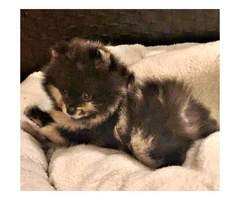 Female and male Pomeranian puppy $1600 - 2