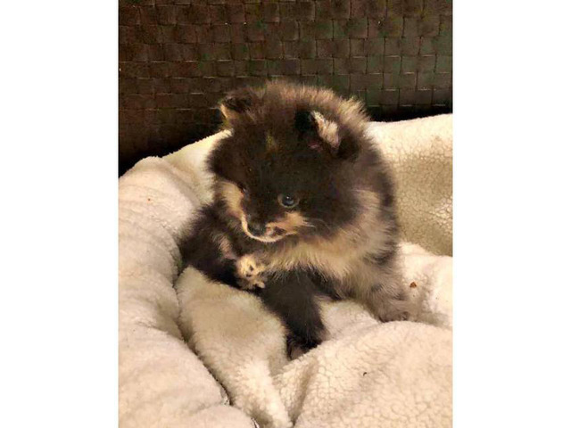 Female and male Pomeranian puppy $1600 in Burbank, Illinois - Puppies