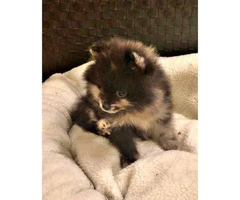Female and male Pomeranian puppy $1600 - 4
