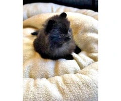 Female and male Pomeranian puppy $1600 - 5