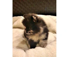 Female and male Pomeranian puppy $1600 - 6