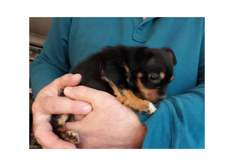 little male Jack Chi puppy to rehome