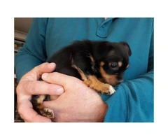 little male Jack Chi puppy to rehome
