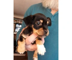 little male Jack Chi puppy to rehome - 2