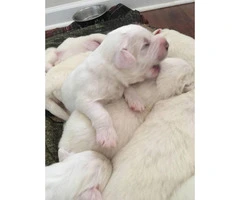 Great Pyrnees Puppies 3 females still available - 2