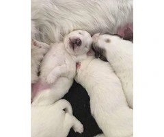 Great Pyrnees Puppies 3 females still available - 3
