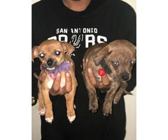 Adorable baby chihuahuas for sale