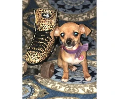 Adorable baby chihuahuas for sale - 2