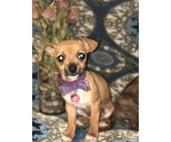 Adorable baby chihuahuas for sale - 3