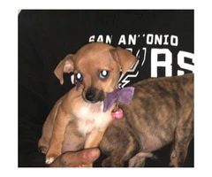 Adorable baby chihuahuas for sale - 6