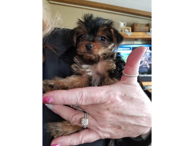 Two female yorkie puppies Idaho in Boise, Idaho - Puppies ...