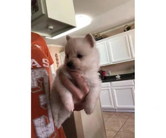 5 Pomeranian puppies for sale - 2