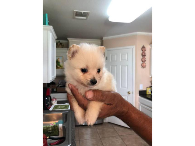 5 Pomeranian puppies for sale in McAllen, Texas - Puppies for Sale Near Me