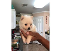 5 Pomeranian puppies for sale - 3