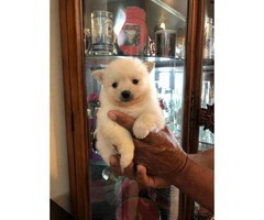 5 Pomeranian puppies for sale - 5