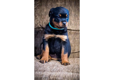 Rottweiler Puppy For Sale By Ownerkentucky Puppies For Sale Near Me