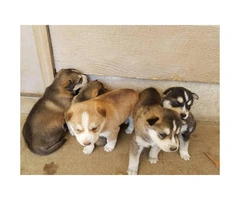 5 Siberian Husky puppies wil be ready on May 3rd