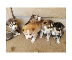5 Siberian Husky puppies wil be ready on May 3rd