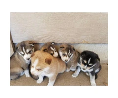 5 Siberian Husky puppies wil be ready on May 3rd