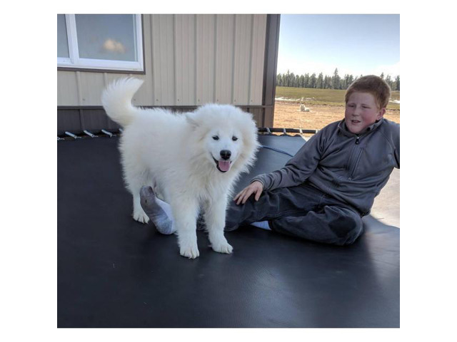 3 Month Old Male Samoyed Puppy In Spokane Washington Puppies For Sale Near Me
