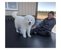 3 month old male Samoyed puppy