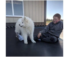 3 month old male Samoyed puppy - 7