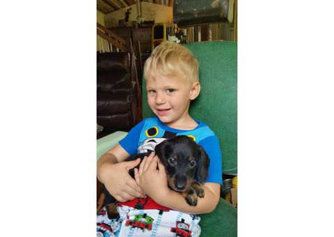AKC small breed dachshund pups for sale